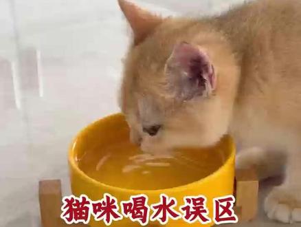 猫咪喝水误区 #宠物健康#养猫经验分享#猫咪#新手养猫#宠物医生