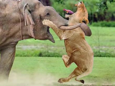 动物世界:大象踩死小狮子,狮群大怒计划反击!