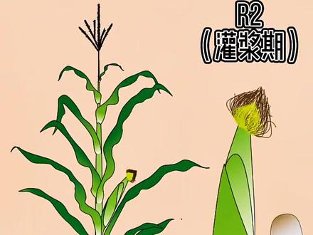 玉米的一生(简版)#王家植物园区 #王玉种业 #手绘