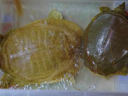 钓甲鱼全攻略,它吃什么,怎么钓#野钓甲鱼 #甲鱼 #野钓