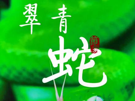 游蛇科·翠青蛇属《翠青蛇》一种常被误认为是竹叶青的小型无毒蛇而“含冤而死”@DOU+小助手@梁山小鱼 @玄灵剑仙