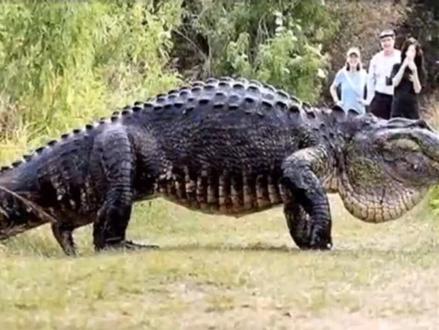 接上一个视频,另一视角。太他么可怕了 直接能把人给吞了#吓死宝宝了 #鳄鱼 #热门 #热门推荐