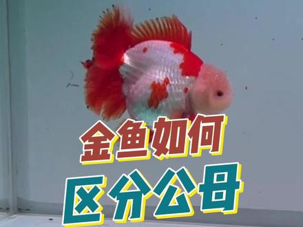 金鱼如何区分公母 金鱼应该如何区分公母,各自的优缺点是什么?#金鱼 #观赏鱼 #养鱼日记 #养鱼养心 #兰寿