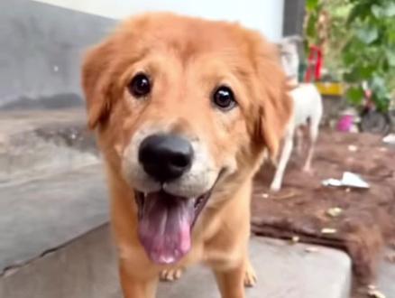 我永远记得你#莲梅 #骏良 #狗狗