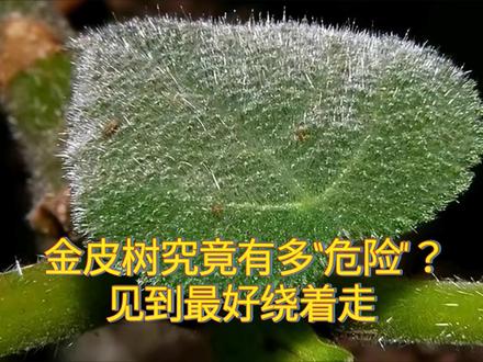 金皮树究竟有多“危险”?见到最好绕着走