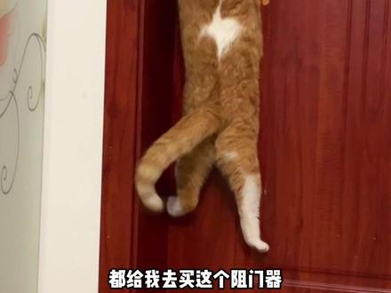 可别小看哈基米了! 曾经自己开门跑出去过几次,没把我吓死,装了这个阻门器,现在怎么都打不开了
#养宠知识 #实用冷知识 #我的萌宠 #可爱小猫 #聪明小猫