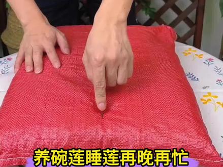 #碗莲 #睡莲 只长叶不开花,就在水里加点它,能预防黄叶,净化水质,促进花芽分花#爱生活爱养花 #种植小技巧