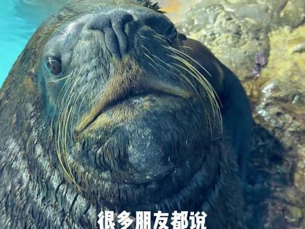 不是蜱虫, 是我们的耳朵呀!#海狮 #神奇动物在抖音