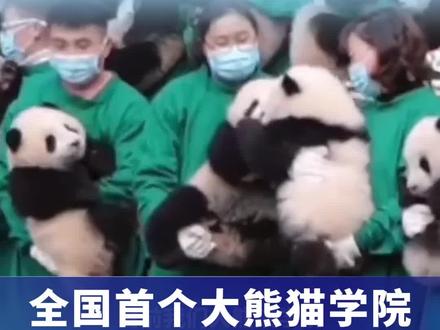 @西华师范大学 在去年9月挂牌成立了全国首个大熊猫学院,今年起将正式招生,预计将有50名本科生进入大熊猫学院野生动物与自然保护区管理专业学习。有网友提问:“能抱着熊猫上课吗”?该学院老师这样回答↓↓网友:谁会成为大熊猫学院的首批幸运儿呢?(来源:成都发布) #大熊猫学院 #高考招生 #熊猫
