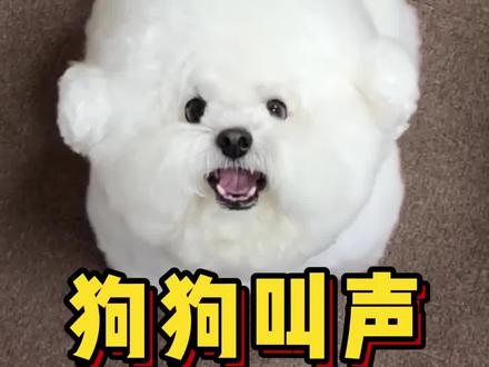 狗狗的叫声解读,狗狗叫声的含义,狗狗叫声翻译,狗狗在说什么?#科学养宠攻略 #养狗经验分享 #新手养狗 #养狗人 #狗驱虫