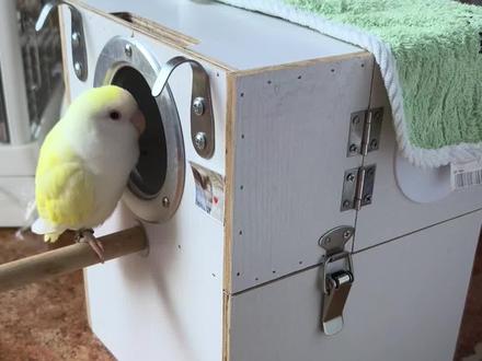 和小鸟说话它能听懂,老四睁眼睛了#可爱小鹦鹉 #牡丹鹦鹉 #手养鹦鹉 #手养牡丹鹦鹉繁殖