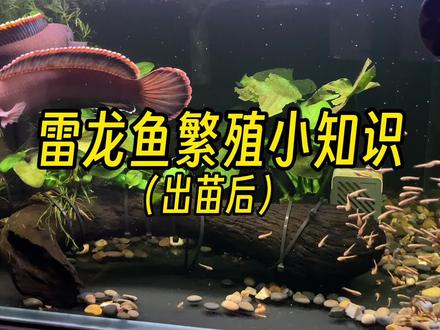 雷龙鱼繁殖后的带苗!#雷龙鱼