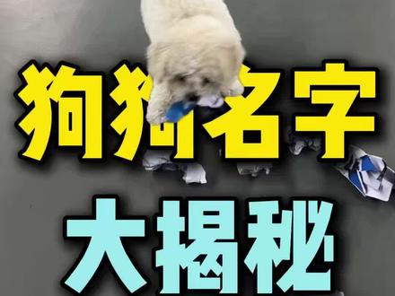 “小狗名字大揭秘” #羽毛球 #小阳哥#羽球人的黄埔军校