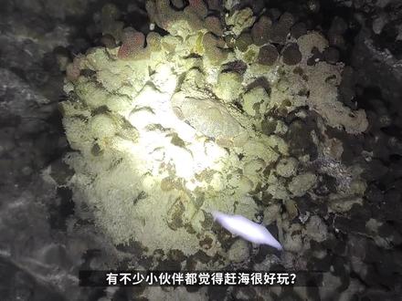 赶海都有哪些风险?别只顾着玩,一定要注意这些 #赶海 #徒手抓鱼 #海水鱼 #海洋生物 #养鱼 #观赏鱼