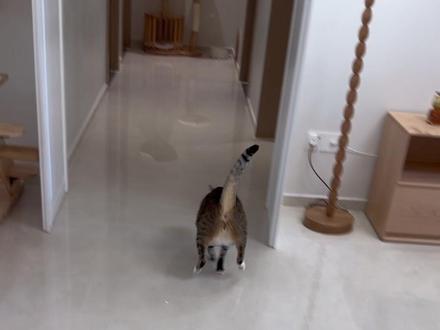 大咪:你们喜欢“静态我”还是“动态我”#大咪和小咪的日常