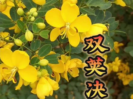 美丽的决明花,你的家乡有这种植物吗#植物科普 #识百草 #双荚决明 #决明子 #新农人计划2023