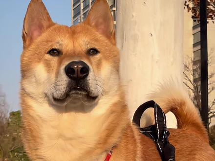 这些狗你都跑的赢吗?#狗狗 #赛跑