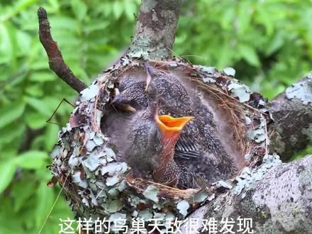 树枝上住着一家漂亮的鸟