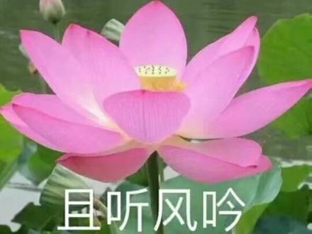 微信头像来一波#妈妈们的微信头像#荷花表情包