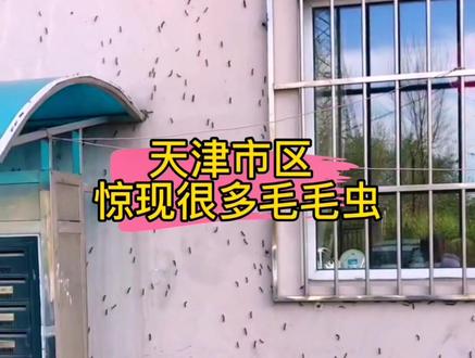 #抖音小助手 #津云之端@津云之端 天津希望有关dw喷喷吧 #天津毛毛虫