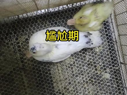 柯尔鸭的尴尬期#宠物 #萌宠 #柯尔鸭