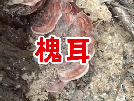槐耳,学名“刺槐范氏孔菌”#槐耳 #灵芝