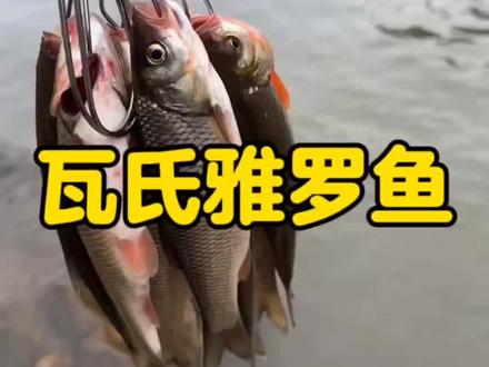 #原来钓鱼才是抖音运动顶流 #路亚
溪流的精灵-山西沁河瓦氏雅罗鱼
