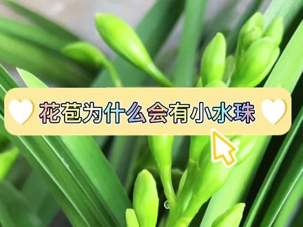 花苞为什么有小水珠#兰花 #花卉绿植