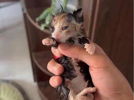 芒果核依旧天崩开局#猫咪的迷惑行为 #流浪动物救助