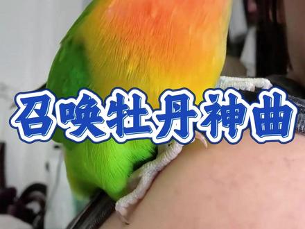 牡丹鹦鹉找不到可以用这个曲子 牡丹鹦鹉召唤神器,收藏以备不时之需#牡丹鹦鹉召唤 #牡丹鹦鹉 #养鸟 #鹦鹉