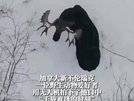 千载难逢!无人机罕见拍到驼鹿脱落鹿角过程#爱护大自然保护野生动物 #万物皆有灵性 #神奇动物在抖音