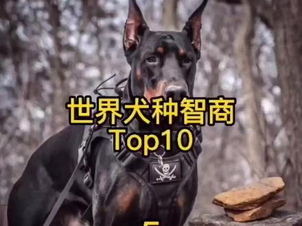 犬种智商排名:
第5名:杜宾
第4名:金毛
第3名:德牧
第2名:贵宾
第1名:边牧