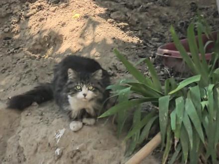 现在它是布鲁斯,不再是飞屋修沟。#猫和狗 #修沟 #布鲁斯