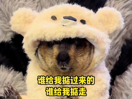 这是谁给我掂过来的谁给我掂走 #萌宠#搞笑