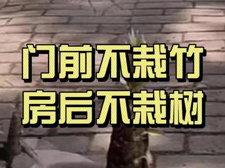 门前不栽竹,房后不栽树,有什么道理吗?