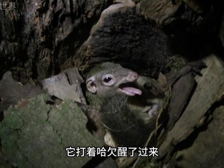 小树鼩:美味的山竹自助餐 #动物世界 #山竹 #树鼩