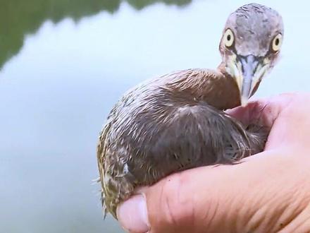 这鸭子你见过吗#科普 #鸭子