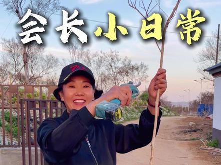 如何修剪一棵小树苗? #沂蒙小叶紫薇 #小叶紫薇 #紫薇树 #庭院树 #沂蒙小叶紫薇协会