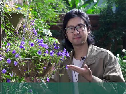 妙用垂吊小花球,让你的花园轻松变好看~#DOU出新知 #园艺