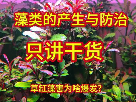 今天是草缸辣椒榕水草开缸第71天,近期视频评论区问的最多的就是藻类防治!今天专门录一期长视频,把藻类诱发原因和全套防治方法详细讲透,满满都是干货!这是我花一个多小时整理的多年实战经验,全是真心话!大家耐心听完就懂,只有彻底搞清楚藻类的滋生原理和爆发诱因,才能从根源做好防治。要知道90%以上的草缸玩家,都是因为藻类肆虐最终无奈脱坑~ 视频里有没听明白的地方,草缸鱼友们直接评论区留言,我会逐一详细分析解答!#草缸藻类防治 #草缸除藻 #新手开缸#辣椒榕水草#水草缸造景