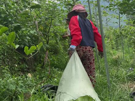 我们这里方言叫这个叫炸辣子。你们那叫什么