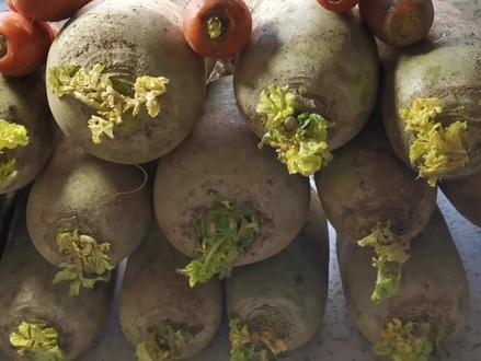 吃不完的萝卜和胡萝卜这样储存,这一年都不用出去买了,清脆爽口