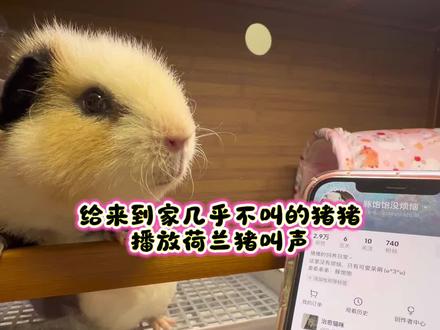 终于听到自己猪猪的5151515151了!#荷兰猪的日常 #荷兰猪叫声