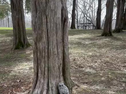 路边树下的小猫头鹰#猫头鹰 #野生动物 #拯救动物#动物幼崽#可爱动物