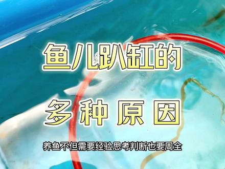 养鱼不但需要经验,思考判断也要周全,鱼儿趴缸的多种原因。#养鱼日记 #观赏鱼 #金鱼 #兰寿 #趴缸