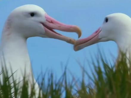 漂泊信天翁 翼展最大的鸟 可在海上持续飞行一年