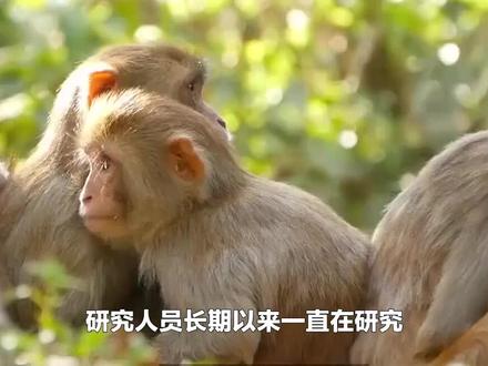 研究发现:猴子和人类看到的颜色是相似的 #动物科普 #动物冷知识 #金丝猴 #考拉 #世界穿山甲日