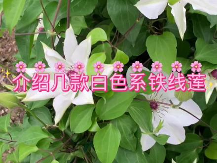 介绍几款开白色花品种的铁线莲#庭院植物推荐 #爱生活爱养花 #铁线莲