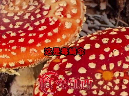 毒蘑菇大揭秘:这些“美丽杀手”你认识几个?#毒蘑菇 #认识毒蘑菇 #毒蘑菇科普 #毒蘑菇图片