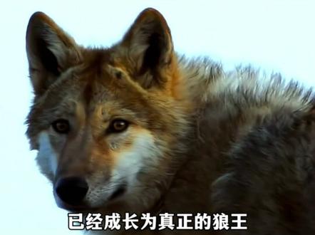 爱你是因你是妈妈,远离你是因你是人类,格林与妈妈的相见,是不敢靠近却藏不住的牵挂!#重返狼群 #李微漪 #万物皆有灵性请善待每一个生命 #好书分享 #感动